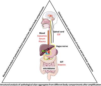 Alpha Synuclein Connects the Gut-Brain Axis in Parkinson’s Disease Patients – A View on Clinical Aspects, Cellular Pathology and Analytical Methodology